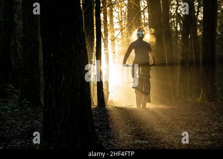 A man rides a mountain bike towards sunlight streaming through trees during the winter in Afan Forest in South Wales. Stock Photo