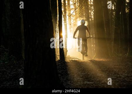 A man rides a mountain bike towards sunlight streaming through trees during the winter in Afan Forest in South Wales. Stock Photo