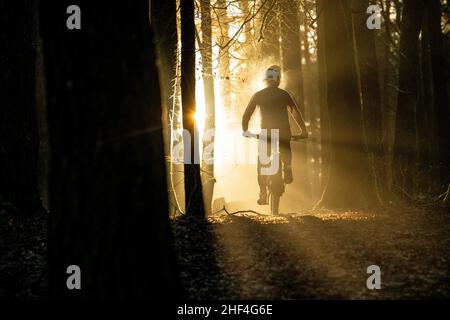 A man rides a mountain bike towards sunlight streaming through trees during the winter in Afan Forest in South Wales. Stock Photo