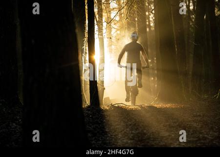 A man rides a mountain bike towards sunlight streaming through trees during the winter in Afan Forest in South Wales. Stock Photo