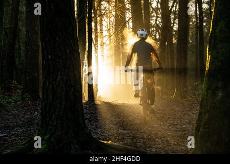 A man rides a mountain bike towards sunlight streaming through trees during the winter in Afan Forest in South Wales. Stock Photo