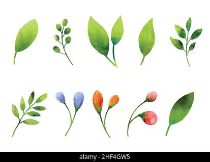 Leaf and flowers watercolor elements set. Stock Vector