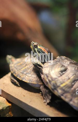 Super cute painted turtle crawling around his natural habitat. Stock Photo