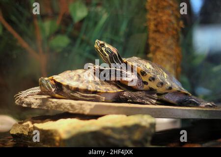 Super cute painted turtle crawling around his natural habitat. Stock Photo