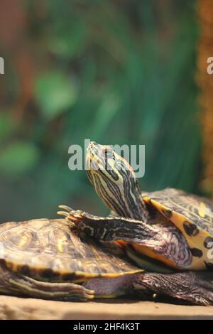 Super cute painted turtle crawling around his natural habitat. Stock Photo