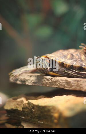 Super cute painted turtle crawling around his natural habitat. Stock Photo