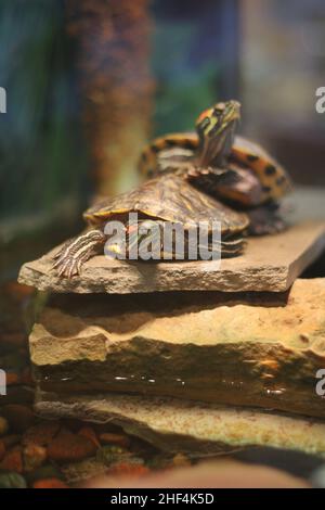 Super cute painted turtle crawling around his natural habitat. Stock Photo