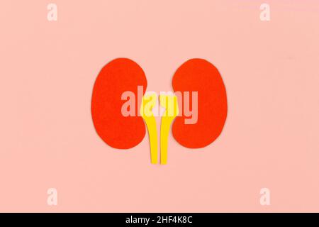 Paper kidneys on pink background Stock Photo