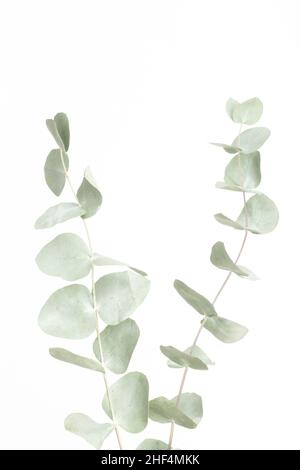 Eucalyptus branches isolated on white background with copy space; modern minimal design; card Stock Photo