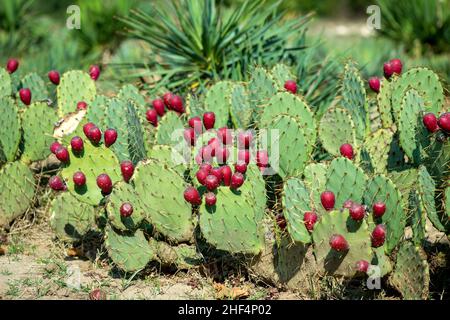 Close up of Opuntia ficus-indica is also known as Prickly Pear, Indian Fig or Mission Cactus - selective focus Stock Photo