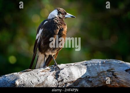 Australian magpie (Gymnorhina tibicen) standing on log. Stock Photo