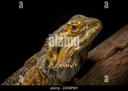 Eastern Bearded Dragon (Pogona barbata) Stock Photo