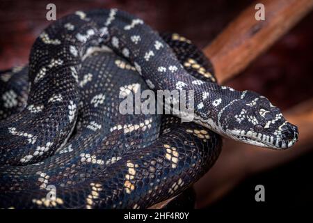 Close-up of Diamond Carpet Python (Morelia spilota) Stock Photo