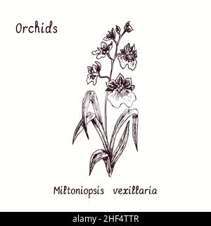 Miltoniopsis vexillaria orchids flower collection. Ink black and white doodle drawing in woodcut style with inscription. Stock Photo