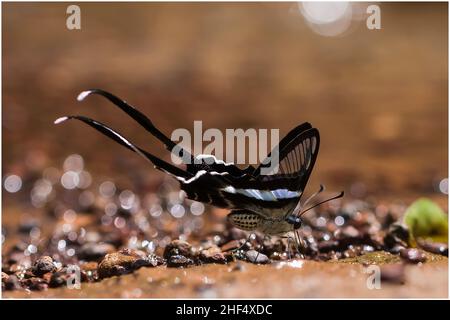 Beautiful butterflies in a park in Ho Chi Minh City Stock Photo