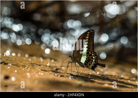 Beautiful butterflies in a park in Ho Chi Minh City Stock Photo