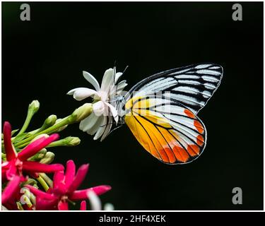 Beautiful butterflies in a park in Ho Chi Minh City Stock Photo