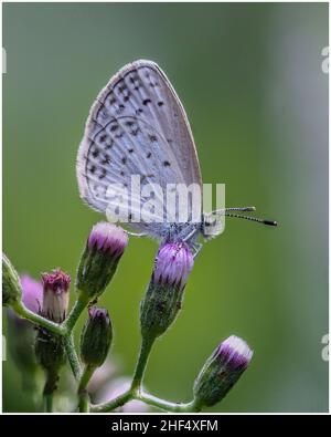 Beautiful butterflies in a park in Ho Chi Minh City Stock Photo