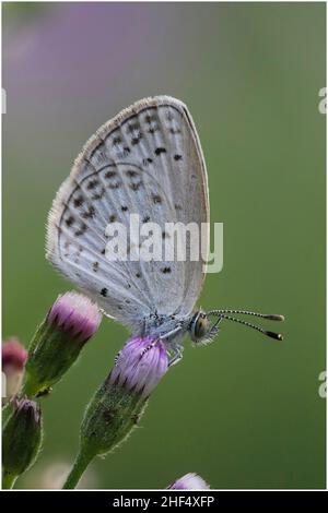 Beautiful butterflies in a park in Ho Chi Minh City Stock Photo