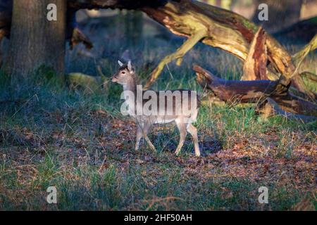 Young Fallow deer hind in woodland setting. Stock Photo