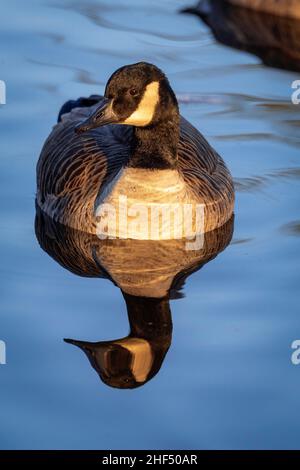 Canada goose floating on its own reflection in a flat calm pond. Stock Photo