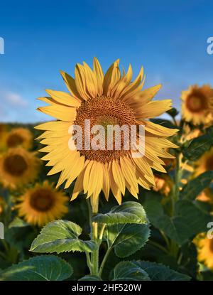 Sunflower heads  flowering in a filed of sunflowers in early moring sun (Helianthus Annus). Open yellow sunflower heads in a Loire field. Stock Photo