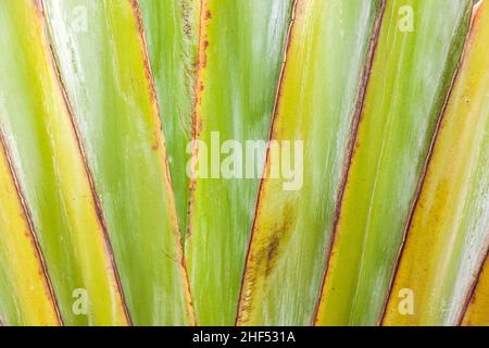 Sharp pointed agave plant leaves Stock Photo