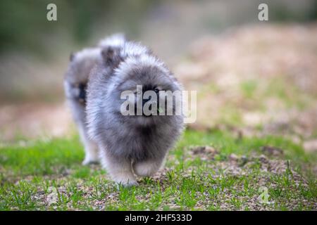 Keeshond Puppies Playing Stock Photo