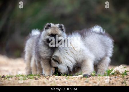 Keeshond Puppies Stock Photo