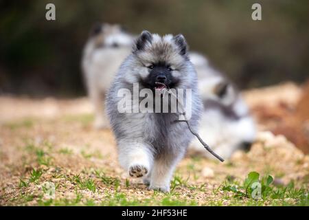 Keeshond Puppy Playing Stock Photo