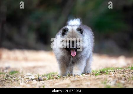 Keeshond Puppy Walking Stock Photo