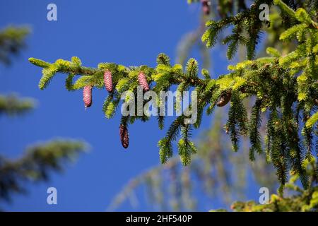 Fichte, Zapfen, Fichtenzapfen, Fichten-Zapfen, Fichten, Gewöhnliche Fichte, Rot-Fichte, Rotfichte, Picea abies, Spruce, Common Spruce, Norway spruce, Stock Photo