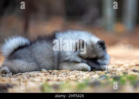 Cheeky Keeshond Puppy Stock Photo