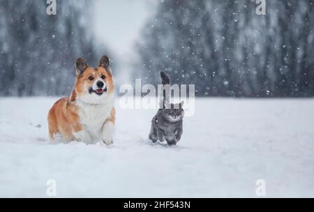 furry friends funny striped cat and corgi dog run fast on deep white snow in the winter park Stock Photo