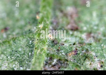 Two-spotted Spider mite Tetranychus urticae on the underside of the leaf. It is a dangerous pest of plants. Stock Photo