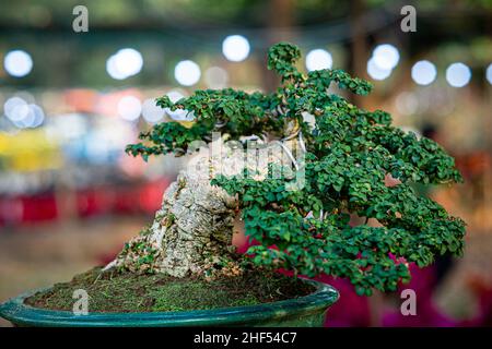 beautiful bonsai pots in the park of Ho Chi Minh city Stock Photo