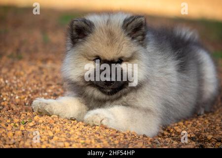 Cute Keeshond Puppy Stock Photo