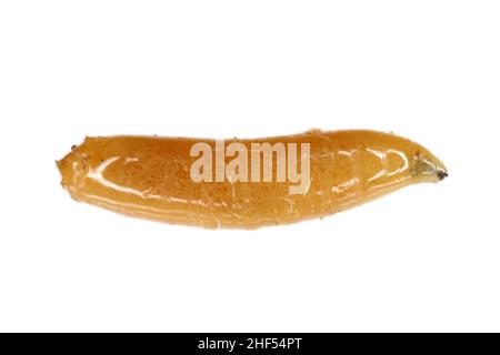 Body of cabbage larvae filled with parasitic entomopathogenic nematodes -Steinernema sp. Stock Photo