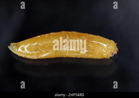 Body of cabbage larvae filled with parasitic entomopathogenic nematodes -Steinernema sp. Stock Photo