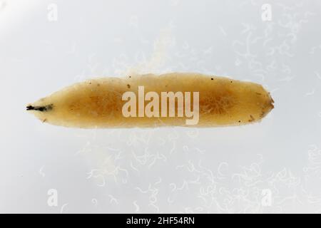 Body of cabbage larvae filled with parasitic entomopathogenic nematodes -Steinernema sp. The nematodes also floated into the water. Stock Photo