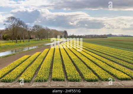 A flowering yellow tulip field on a sunny day during spring at Goeree-Overflakkee in the Netherlands