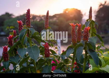 Alpinia purpurata, The flowers are vibrant in color and perishable Stock Photo