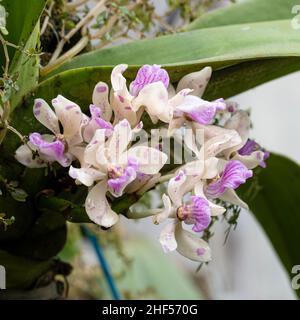 A branch of beautiful orchids in the park of Ho Chi Minh city Stock Photo