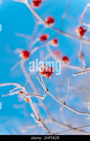 Frosted red berries of guelder rose hang on branch of bush without leaves in clear sunny day on blue background. Stock Photo
