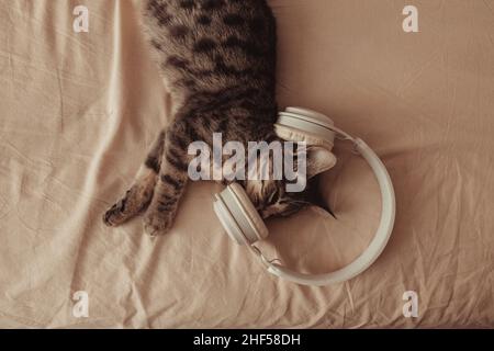 Adorable cute tabby kitten lies with white wireless headphones on the bed. The cat sleeps on the sofa in the living room. Sweet dream, wake up in the Stock Photo