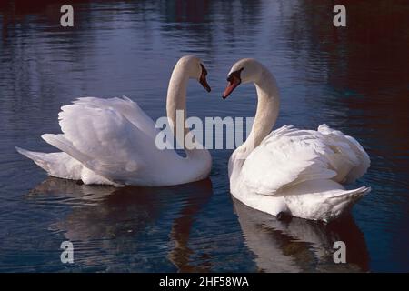 mute swans swim in a calm little lake, Cygnus olor, Anatidae Stock Photo