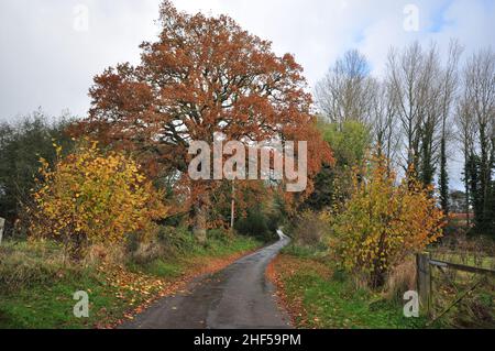 An autumn lane at Lower Southrepps, north Norfolk, England, UK Stock Photo
