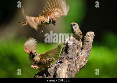 The dance of sparrows in the park in Vietnam Stock Photo