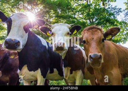 irish cattle Stock Photo