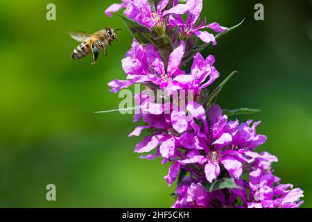 Honey Bee collecting nectar from purple loosestrife Stock Photo
